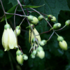 Kirengeshoma palmata - Abriachan Nurseries